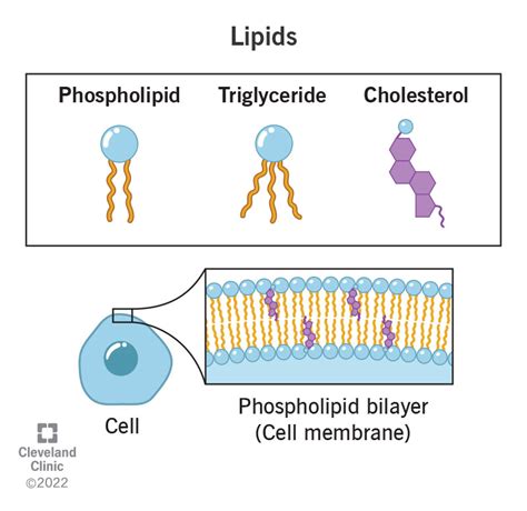 biological membrane and how they are similar to lipids